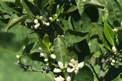 leaves-flowers