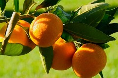 mandarin-oranges-sunshine-sandj