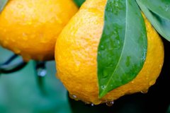mandarins-closeup