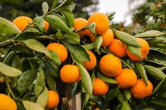 mandarins-on-tree-close
