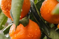 mandarins-water-drops