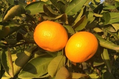 oranges-sunshine