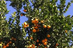 pixie-mandarin-oranges