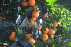 pixie-mandarins