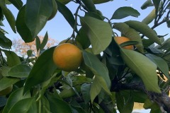 mandarins-ripening-newcastle-ca