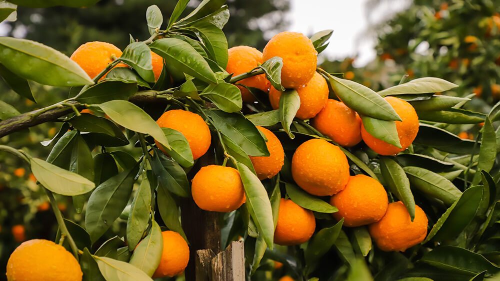 Clementines, Satsumas and Tangerines