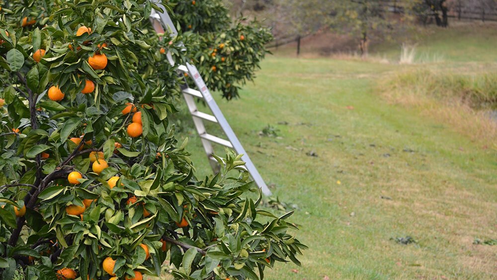 Clementine vs mandarin: what are the differences? - Plantura