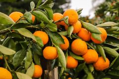 mandarin-farm