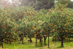 mandarin-grove