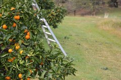 mandarins-ladder