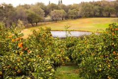 mandarins-pond